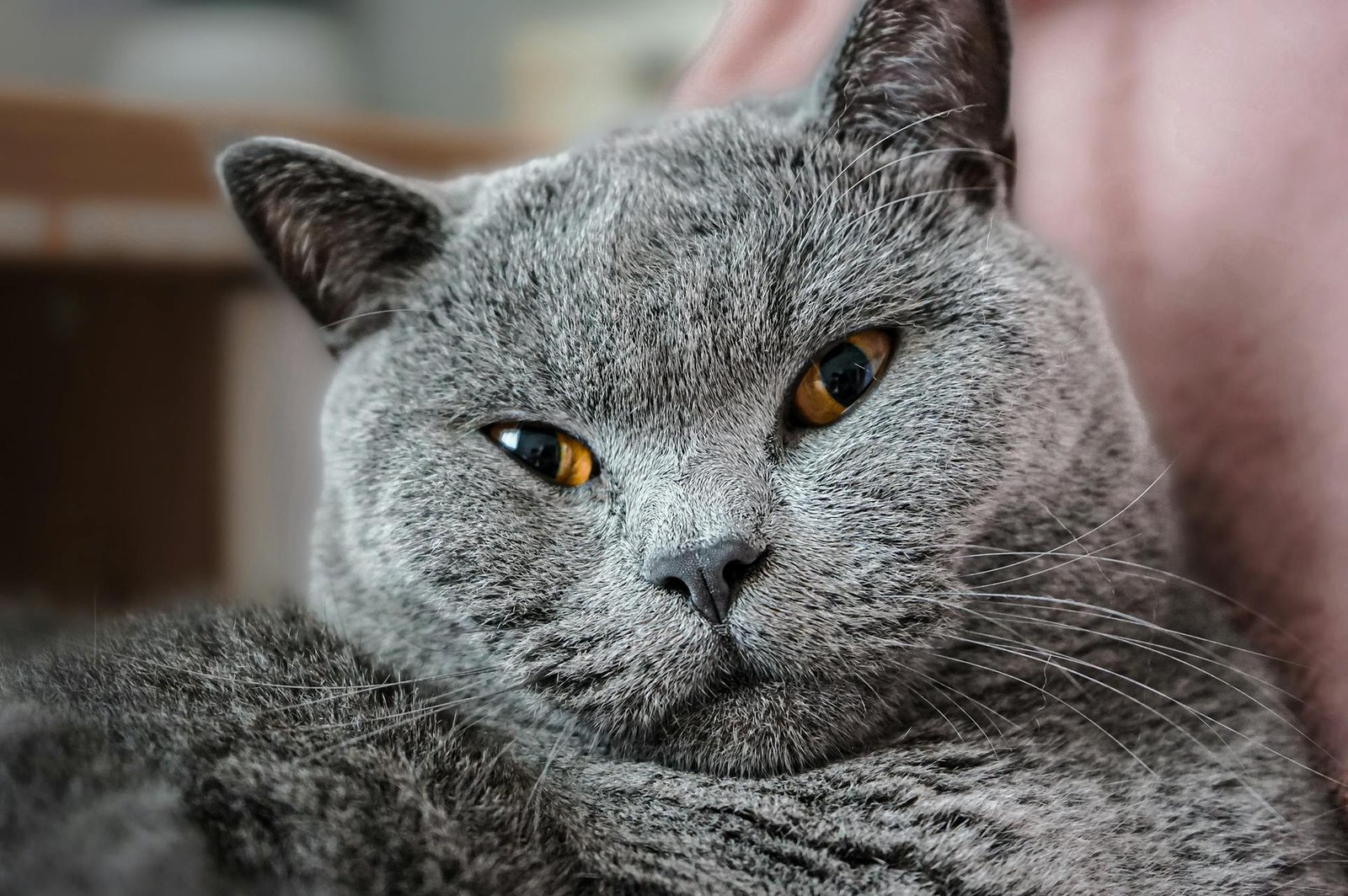 Love your furry friend