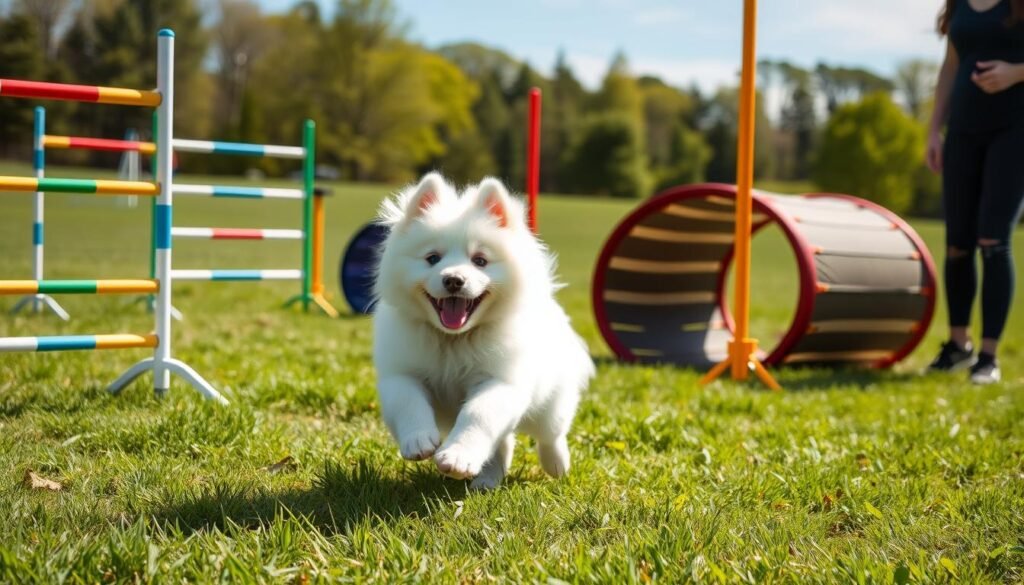 samoyed training