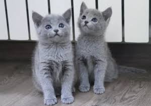 Raising a Russian Blue Kitten: Complete Care Guide: Health, Personality, Nutrition, and Daily Care